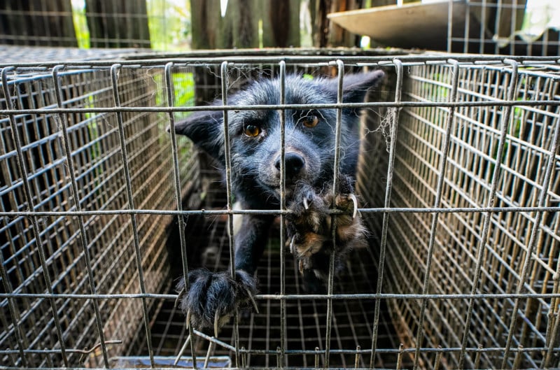 DELA DISCOUNT Andrew_Skowron_fur-poland9-1-800x529 Photographer Exposes Animal Abuse and Suffering Worldwide DELA DISCOUNT  