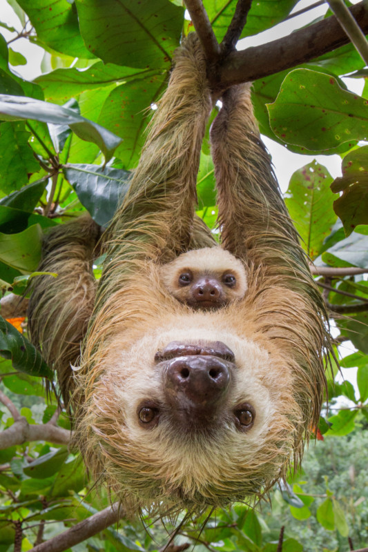 DELA DISCOUNT Eszterhas_Suzi_Sloth-533x800 Stunning Nature Photos On Sale to Raise Money for Wildlife Protection DELA DISCOUNT  