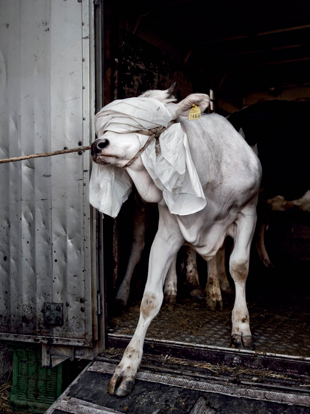 photographer-exposes-animal-abuse-and-suffering-worldwide-kpim