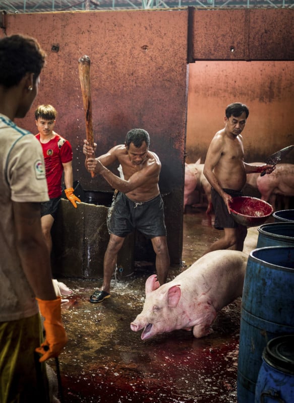 DELA DISCOUNT Jo-Anne_McArthur_PigSlaughterhouse_Thailand_2019-9962-1-583x800 Photographer Exposes Animal Abuse and Suffering Worldwide DELA DISCOUNT  