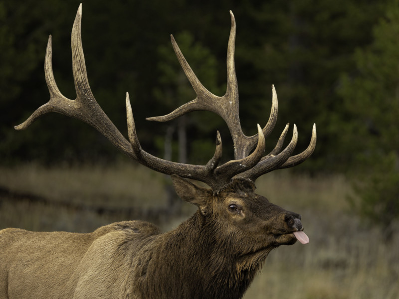 bull elk