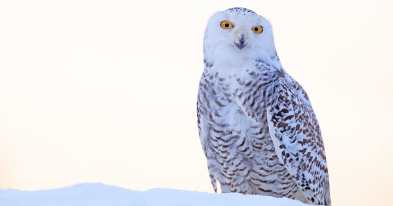 snowy owl