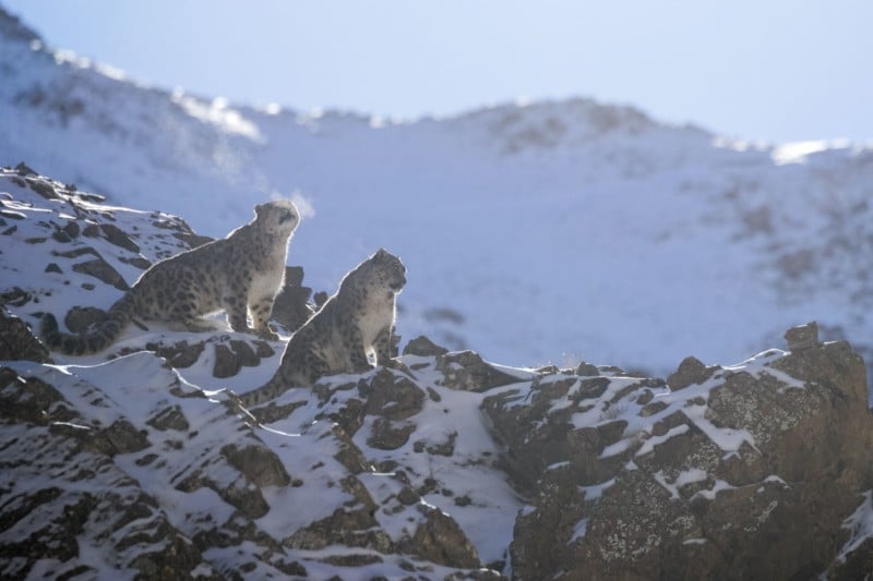 snowleopards