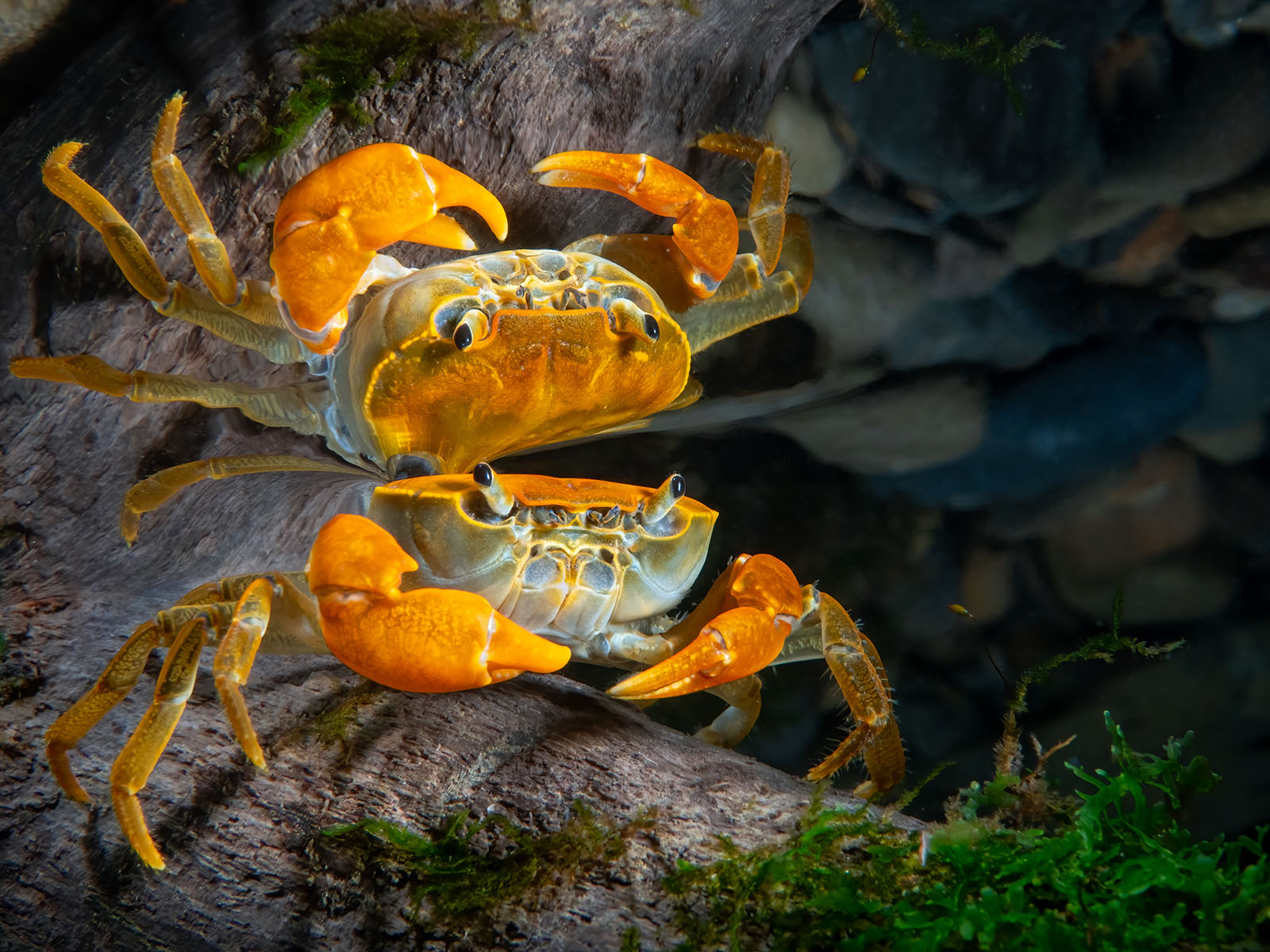 Mollusks and Models: Winners of the Ocean Art Underwater Photo Contest ...