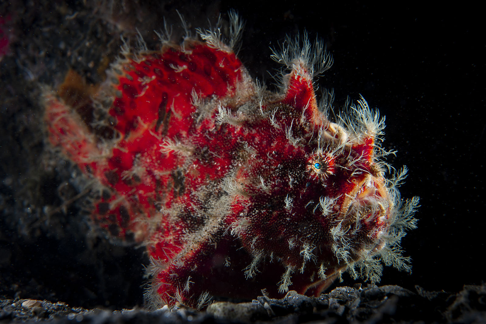 Mollusks and Models: Winners of the Ocean Art Underwater Photo Contest ...