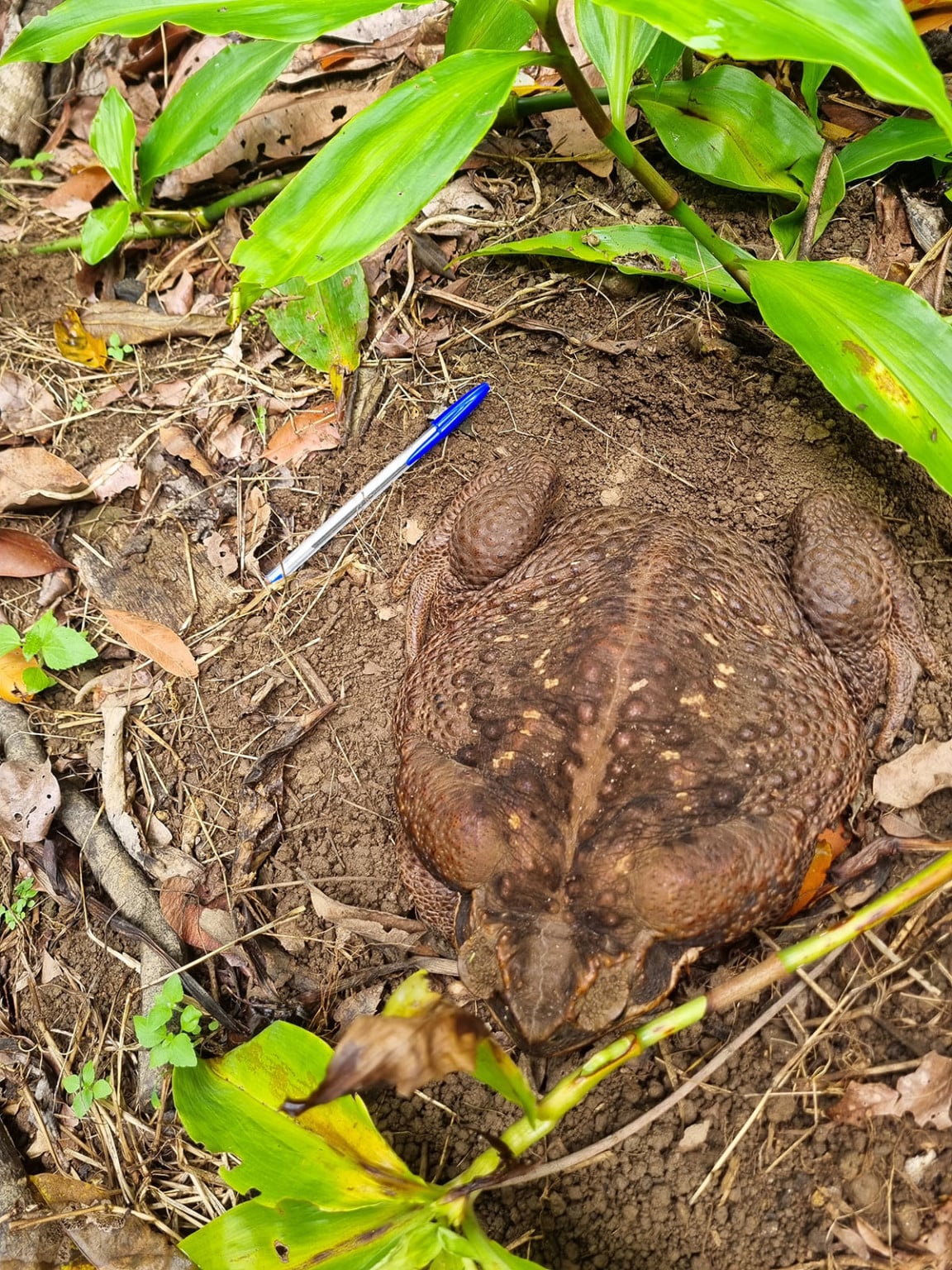 Photos of 'Toadzilla': World's Largest Toad Discovered in Australia ...