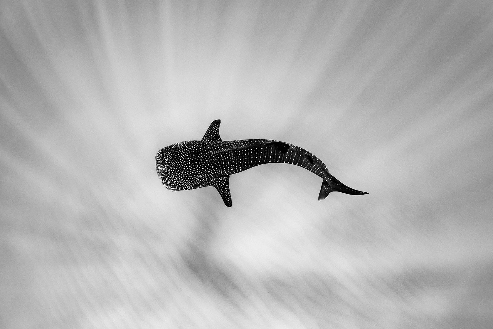 Mollusks and Models: Winners of the Ocean Art Underwater Photo Contest ...