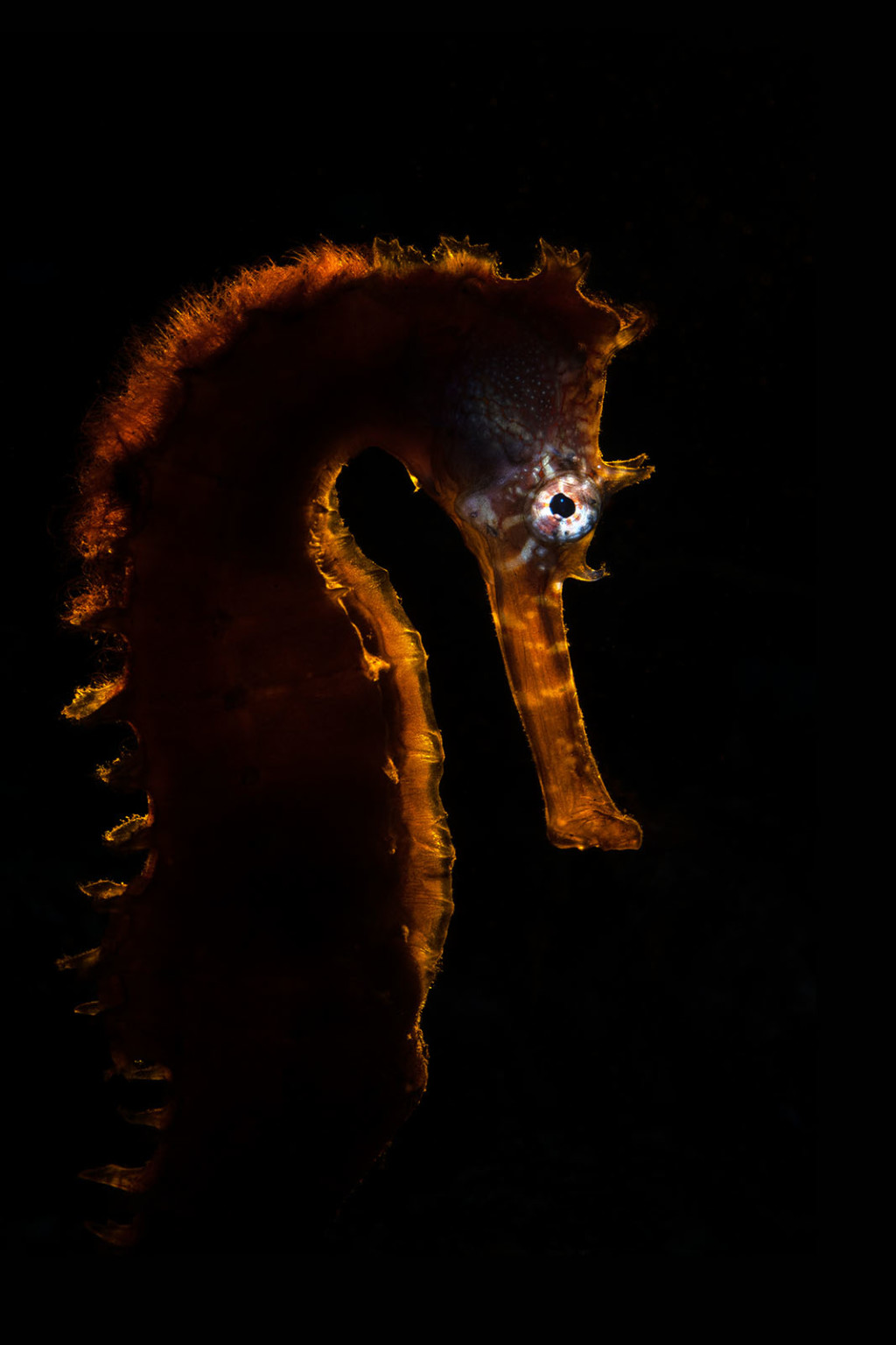 Mollusks and Models: Winners of the Ocean Art Underwater Photo Contest ...