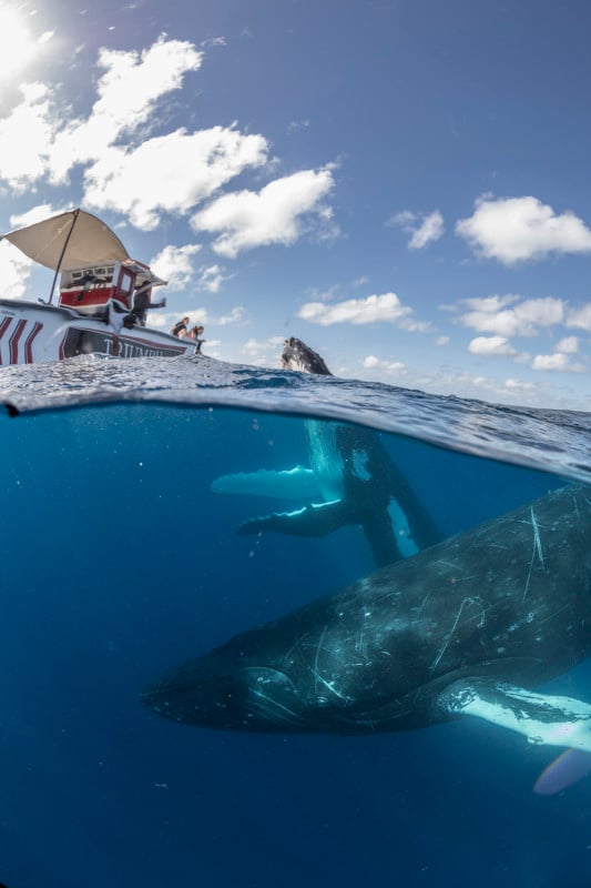 Mike Korostelev whale photography