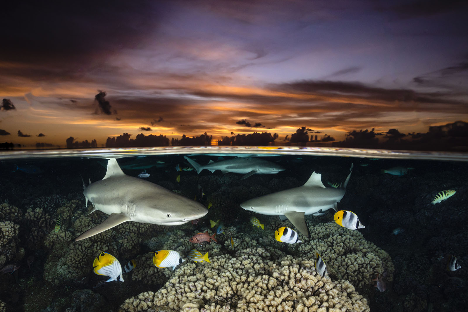 Mollusks and Models: Winners of the Ocean Art Underwater Photo Contest ...