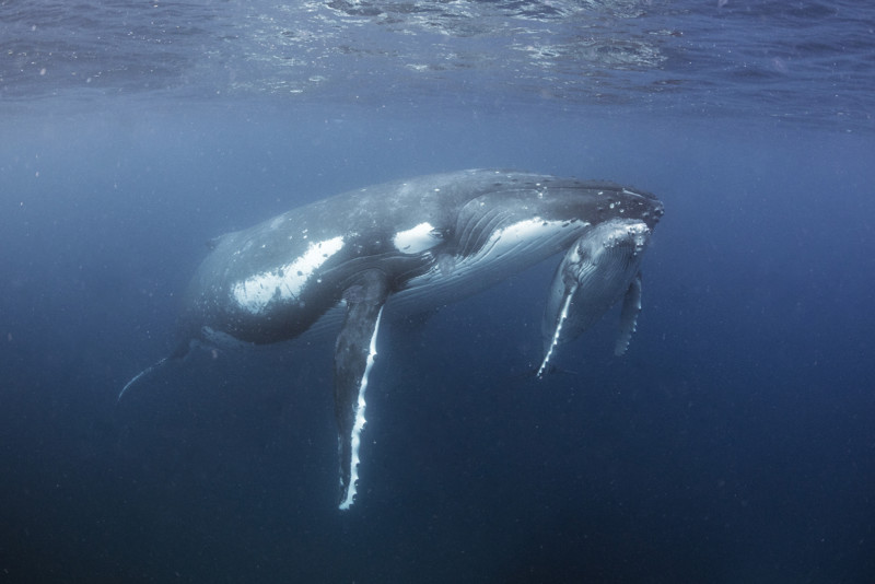 Mike Korostelev whale photography