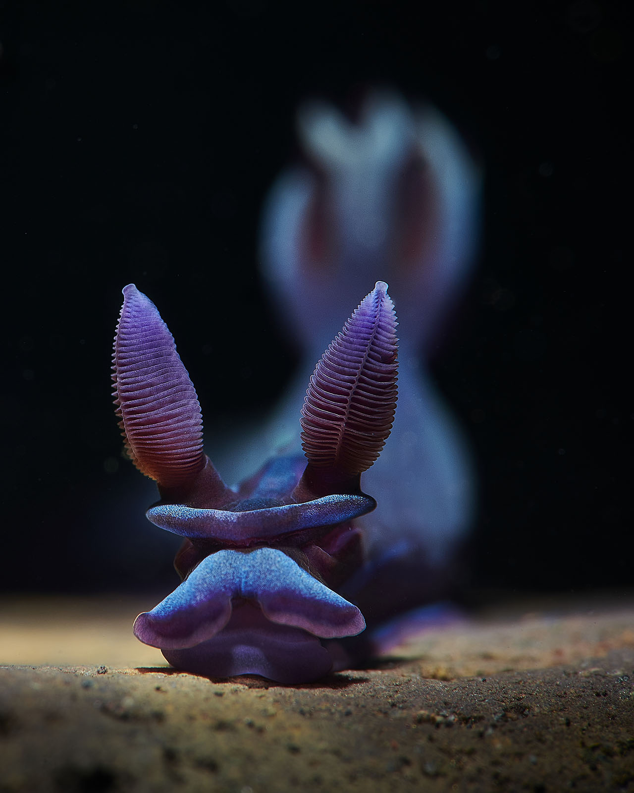 Mollusks and Models: Winners of the Ocean Art Underwater Photo Contest ...
