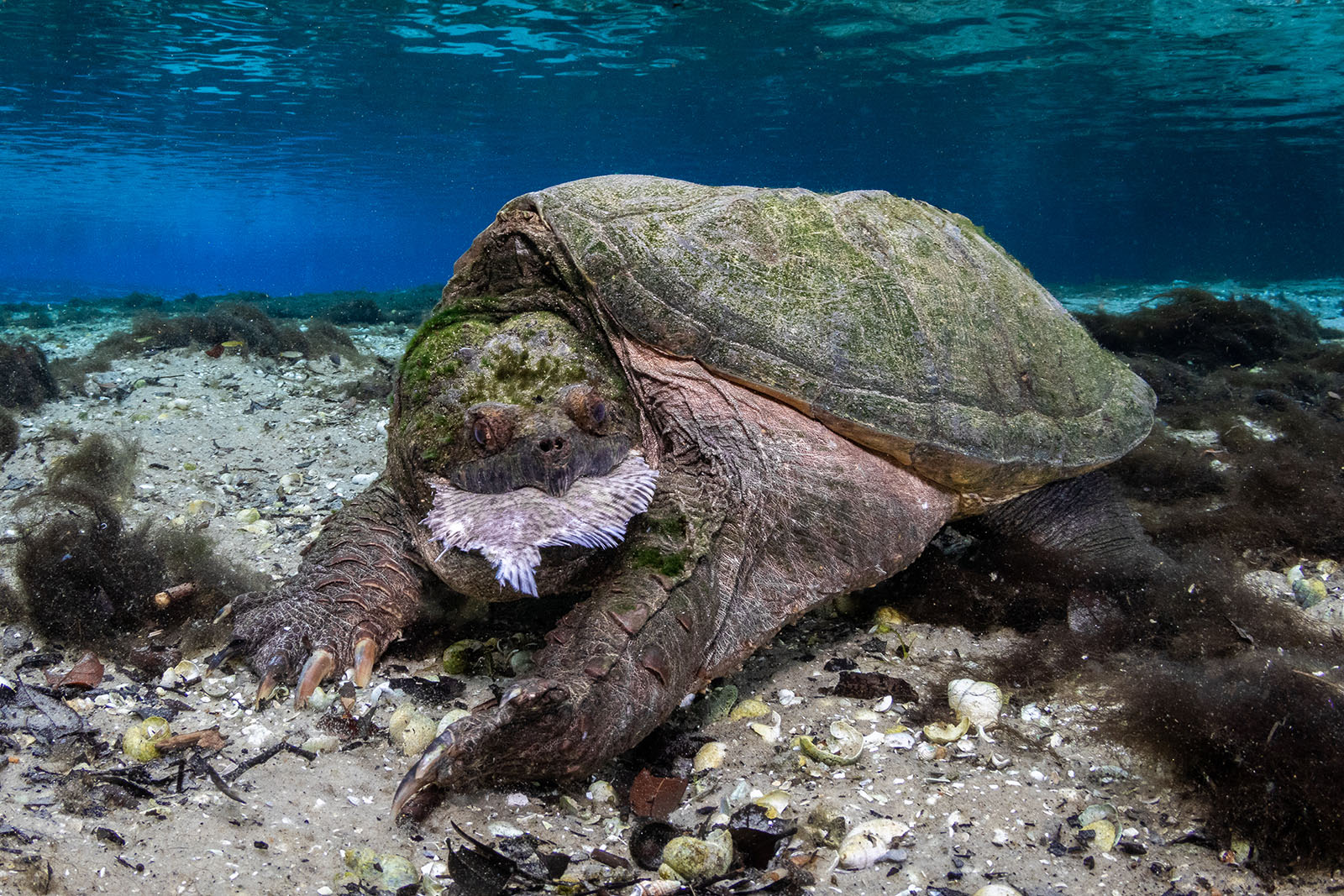 Mollusks and Models: Winners of the Ocean Art Underwater Photo Contest ...