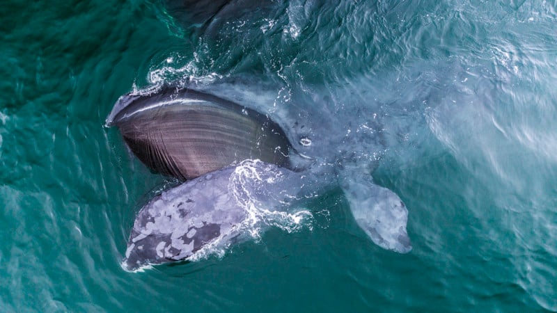 Mike Korostelev whale photography