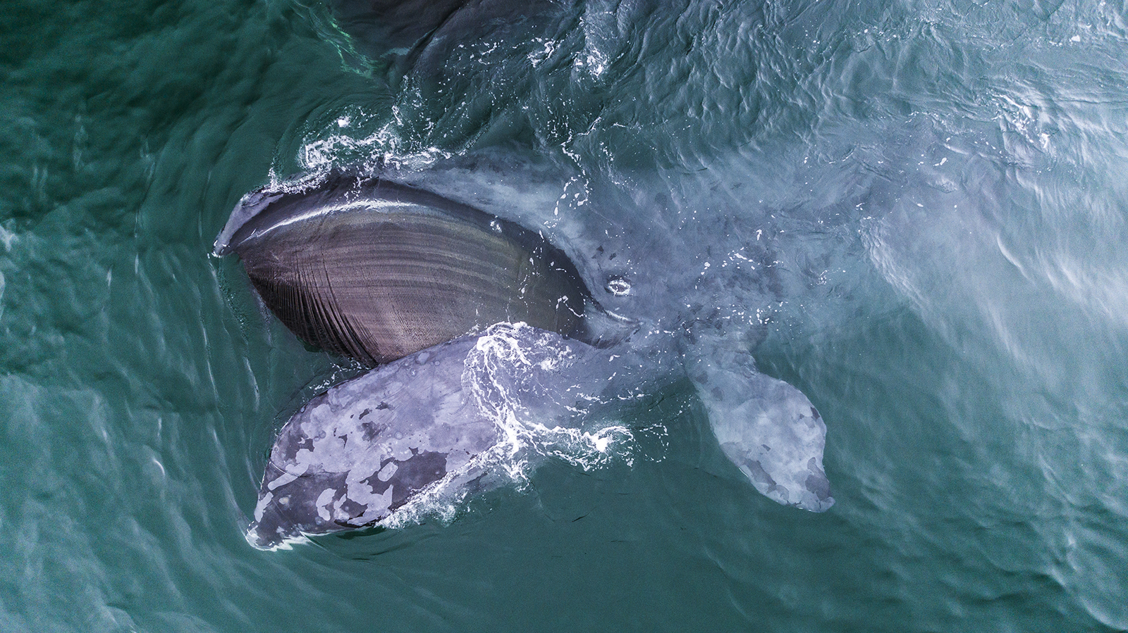 Whale Photographer Shows the Beauty of the Gentle Underwater Giants ...