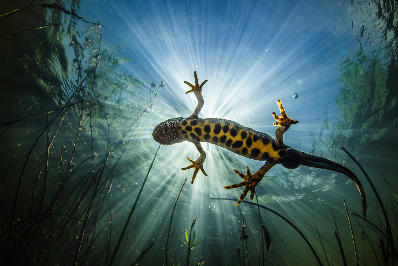 Mollusks and Models: Winners of the Ocean Art Underwater Photo Contest ...
