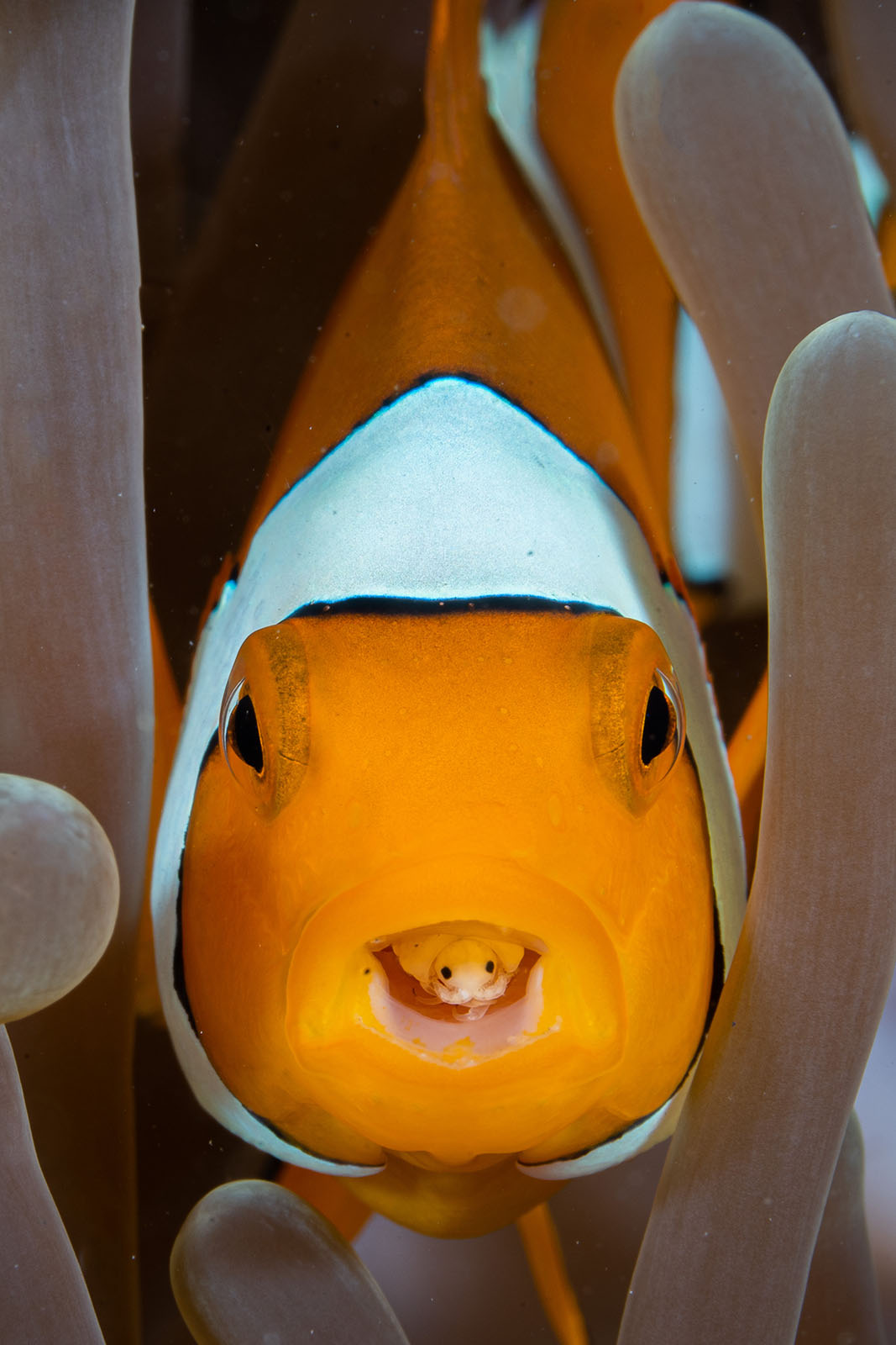 Mollusks and Models: Winners of the Ocean Art Underwater Photo Contest ...