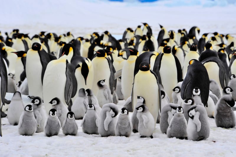 Emperor Penguins