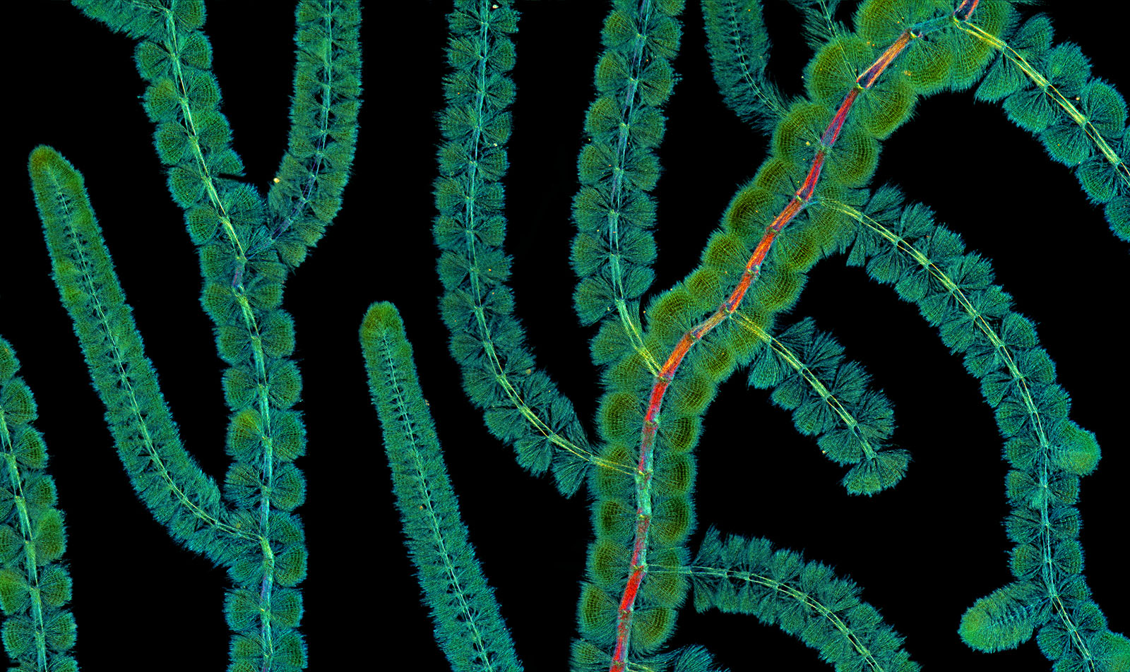 Salamanders Eaten by a Pitcher Plant Wins Close-Up Photo of the Year ...