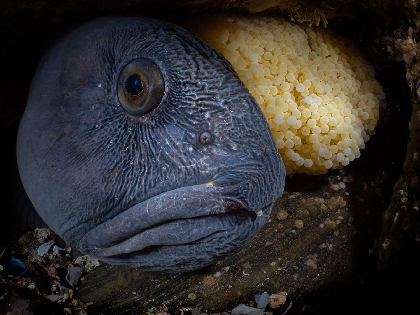 Mollusks and Models: Winners of the Ocean Art Underwater Photo Contest ...
