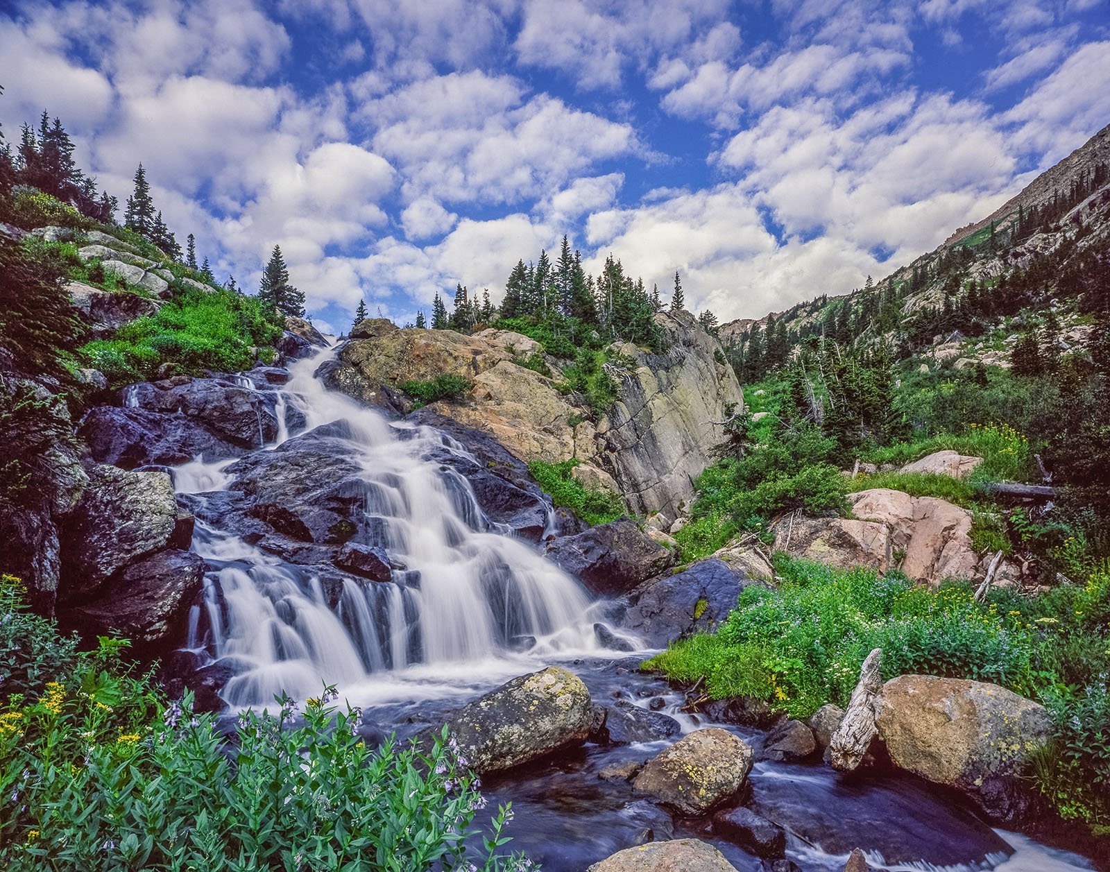 Celebrated Nature Photographer Donates Life's Work to Public Domain ...