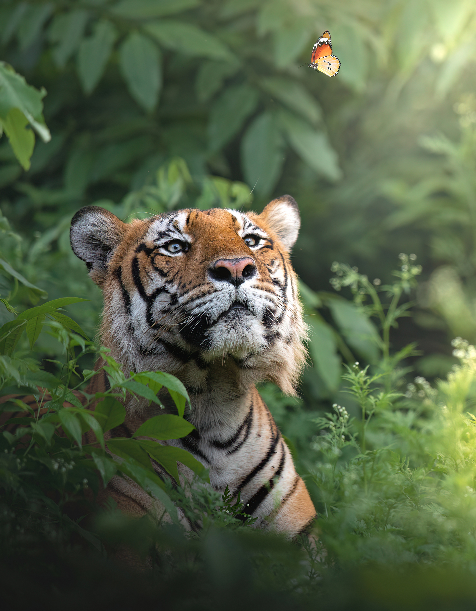 The New Big 5: A Global Photo Project Supporting Endangered Wildlife ...