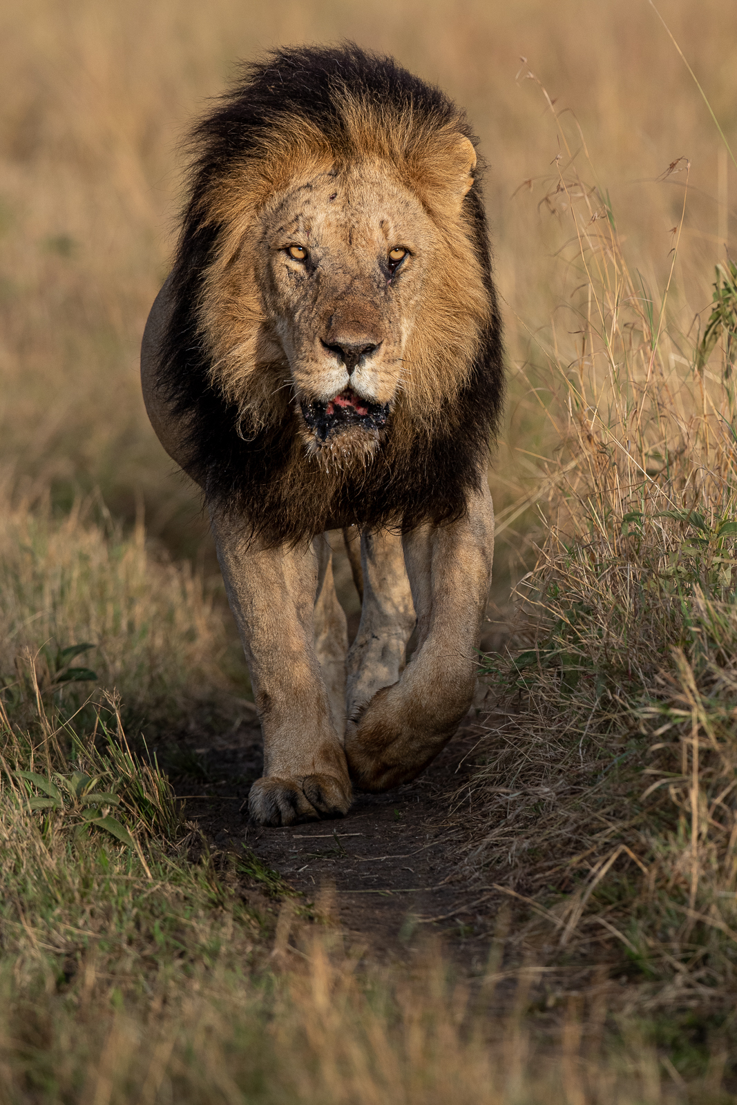 Why Every Wildlife Photographer Should Safari in Kenya’s Masai Mara ...