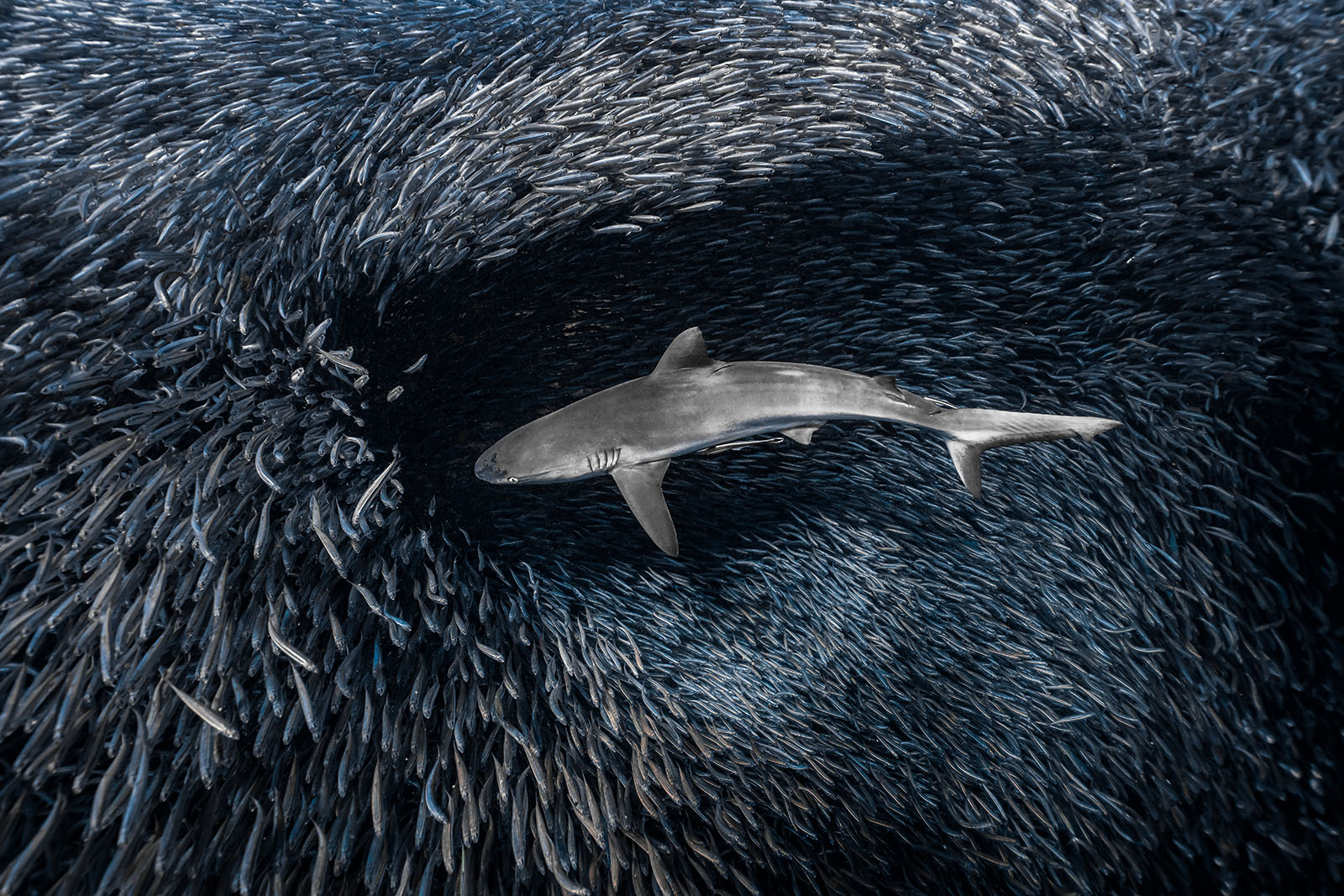 Mollusks and Models: Winners of the Ocean Art Underwater Photo Contest ...