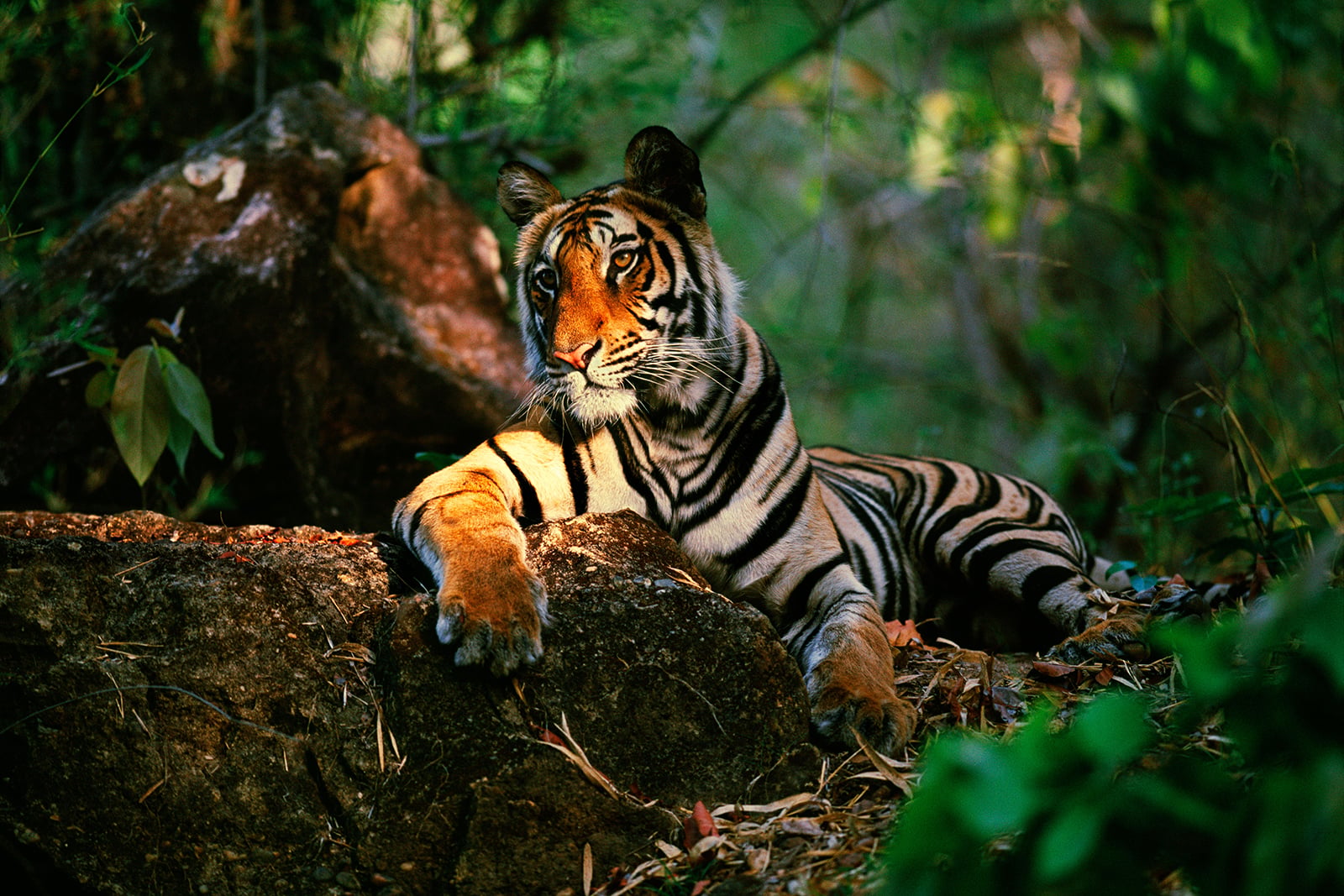 The New Big 5: A Global Photo Project Supporting Endangered Wildlife ...
