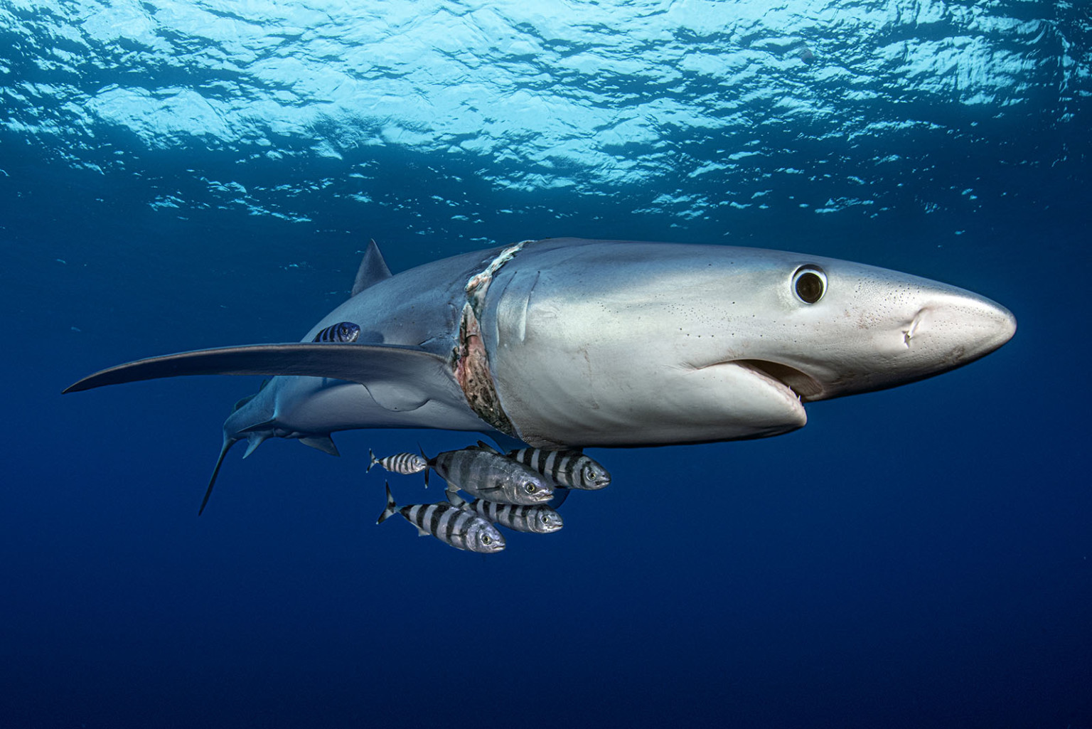 Mollusks and Models: Winners of the Ocean Art Underwater Photo Contest ...
