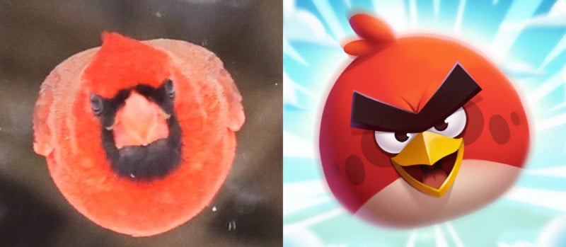 The ANGRY BIRDS Red Bird Flock Shot Couple