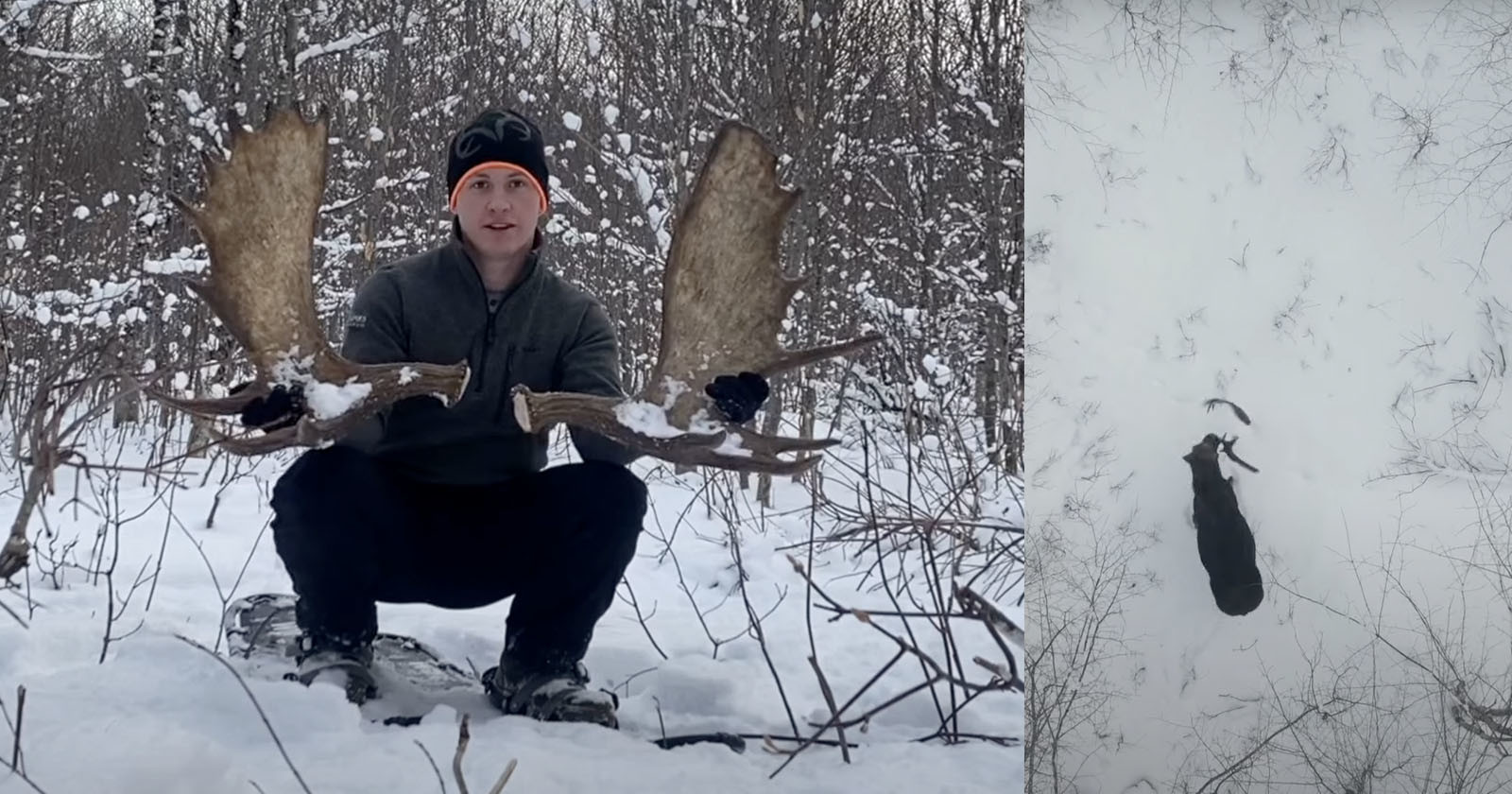 Drone Photographer Captures Rare Footage of Moose Shedding its Antlers