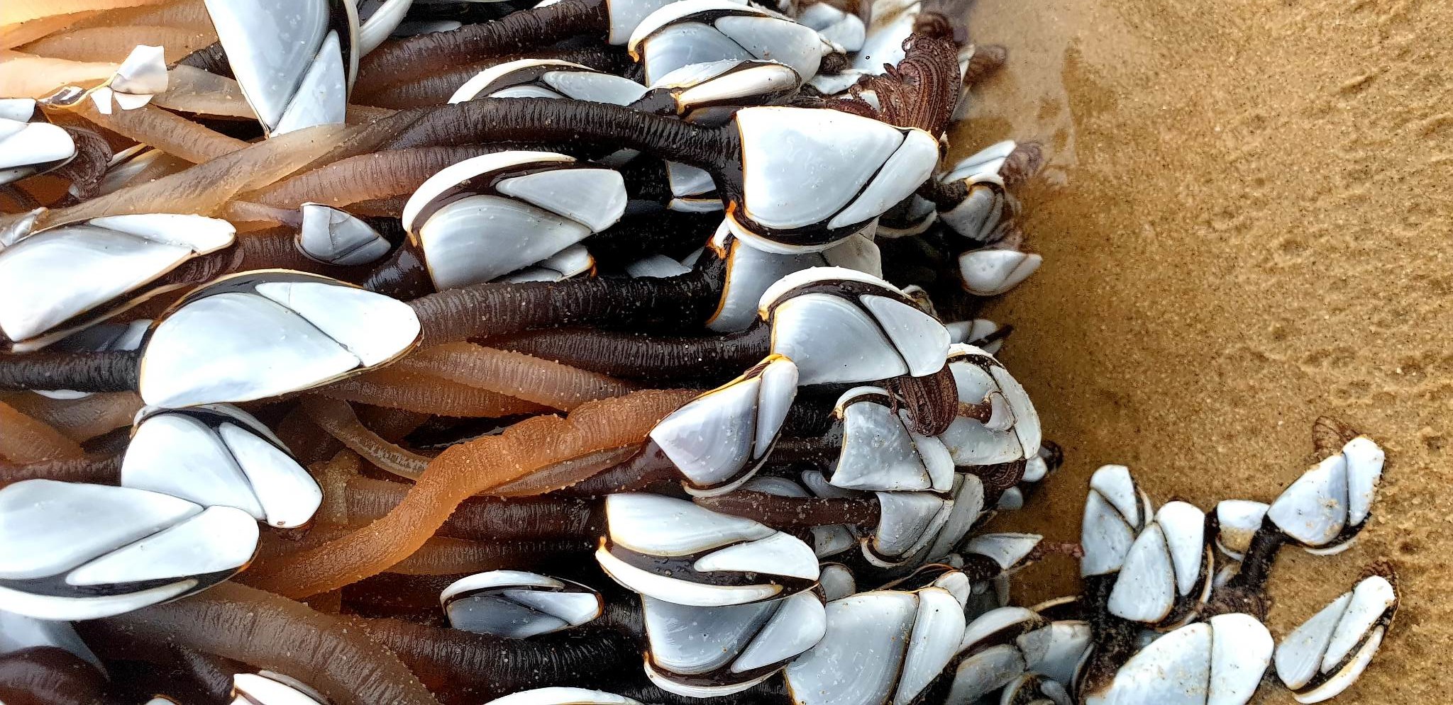 Photographer Stumbles On Rare 'Alien-Like' Goose Barnacles on Beach ...