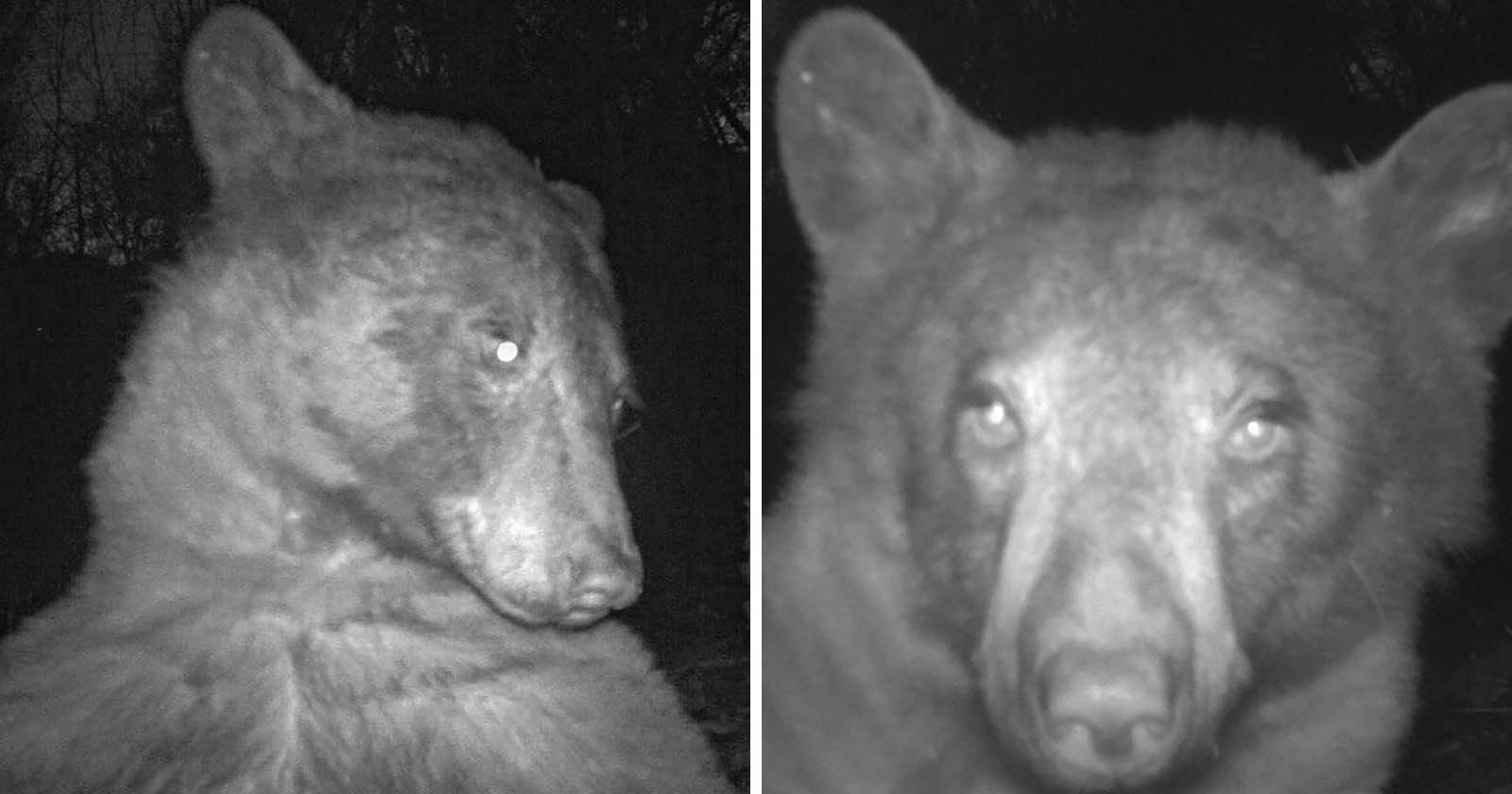 City Finds Its Wildlife Trail Camera Filled with Bear Selfies
