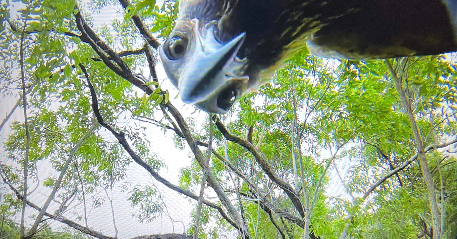 Eagle Steals Photographer's Drone and Takes Selfie