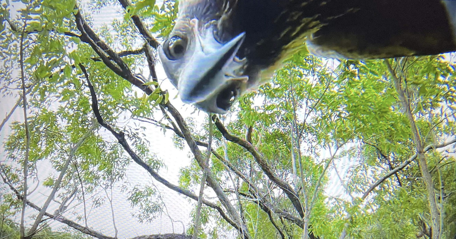 Eagle Steals Photographer’s Drone and Takes Selfie