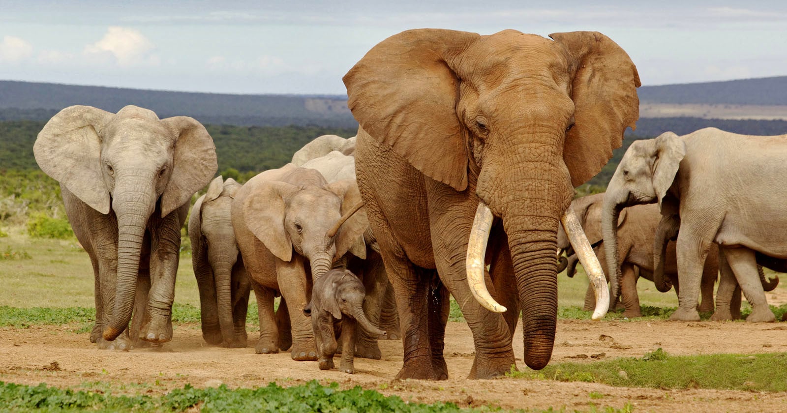 Groundbreaking AI Camera Trap Can Protect Wildlife in Remote Areas