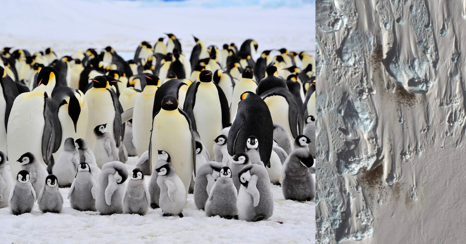 Satellite Images Discover a New Emperor Penguin Colony in Antarctica