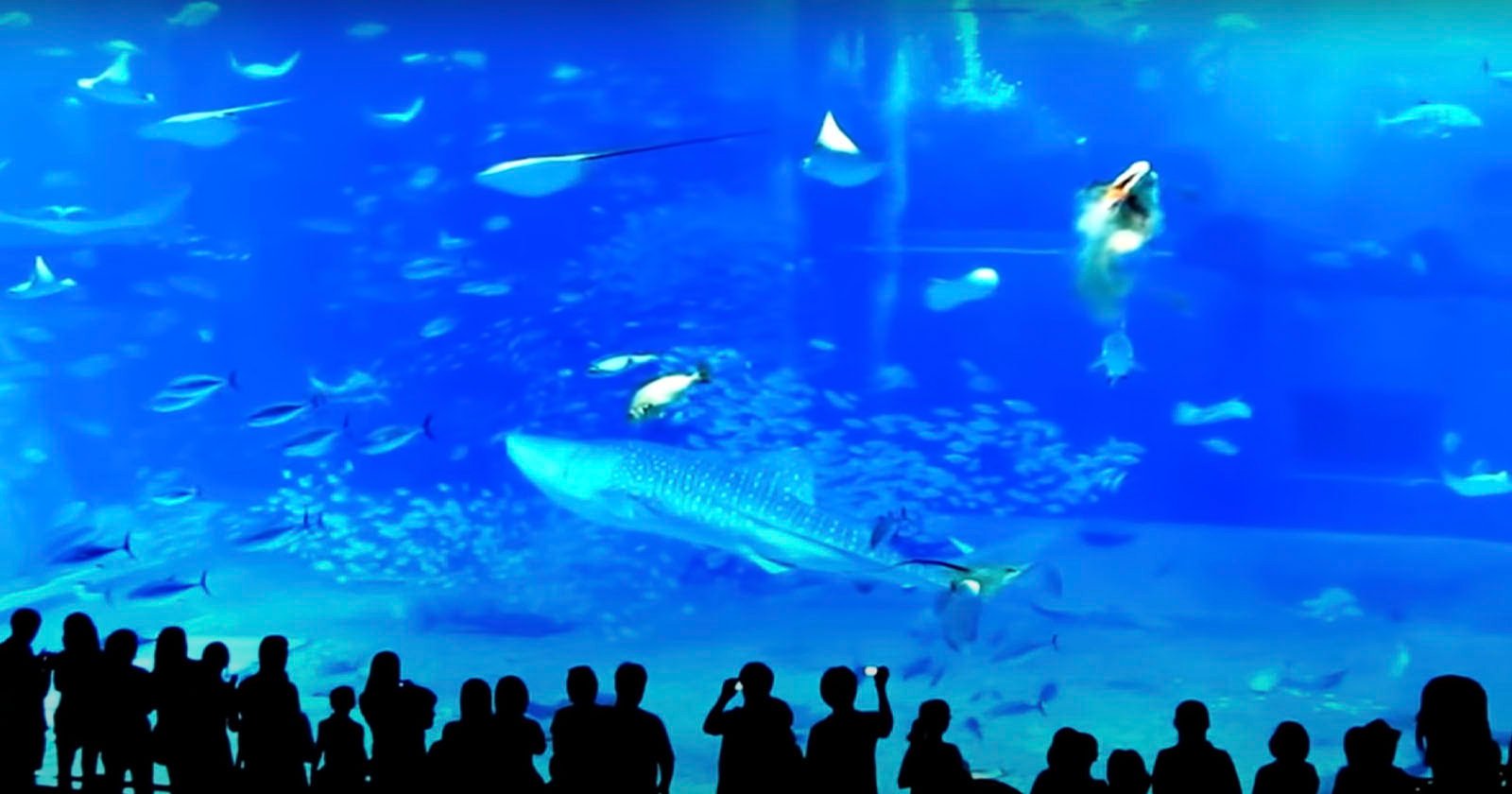 Caught on camera: Man jumps into store's giant fish tank at Dolphin Mall