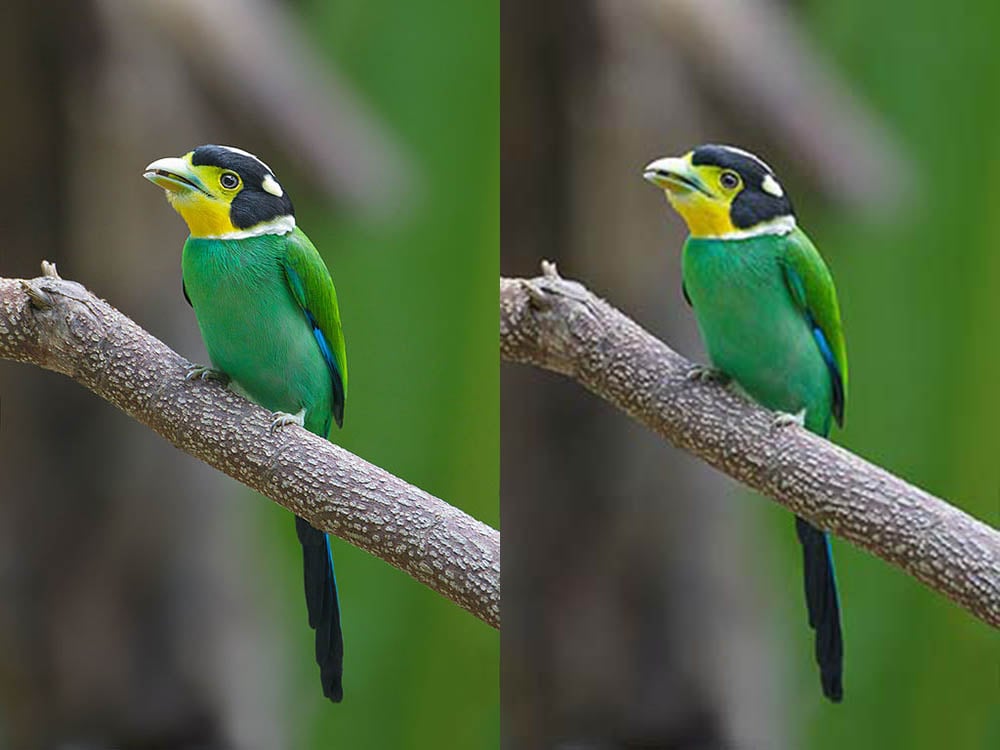 RAW vs. JPEG: Which Image Format is Best? | PetaPixel