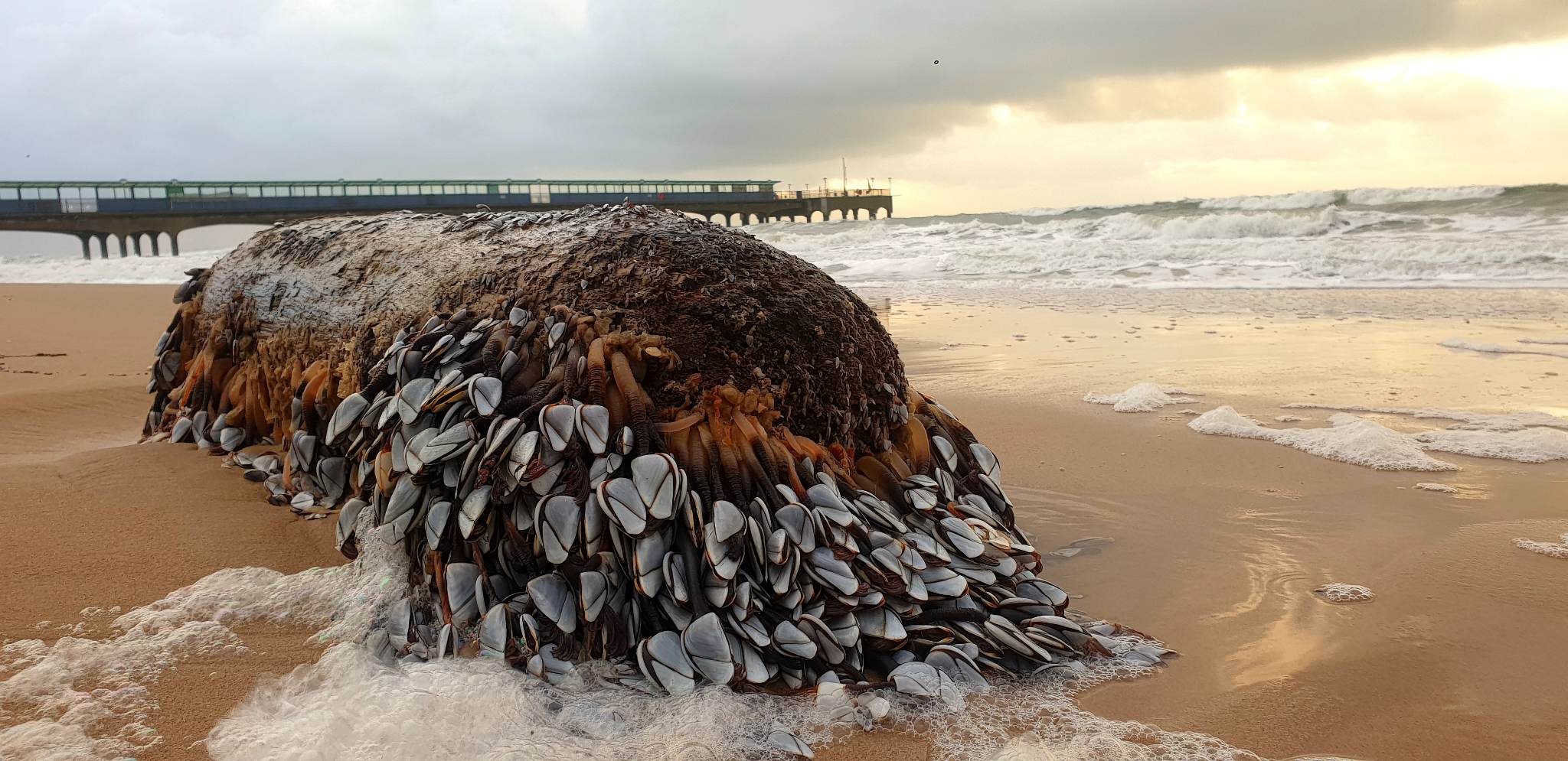 Photographer Stumbles On Rare 'Alien-Like' Goose Barnacles on Beach ...