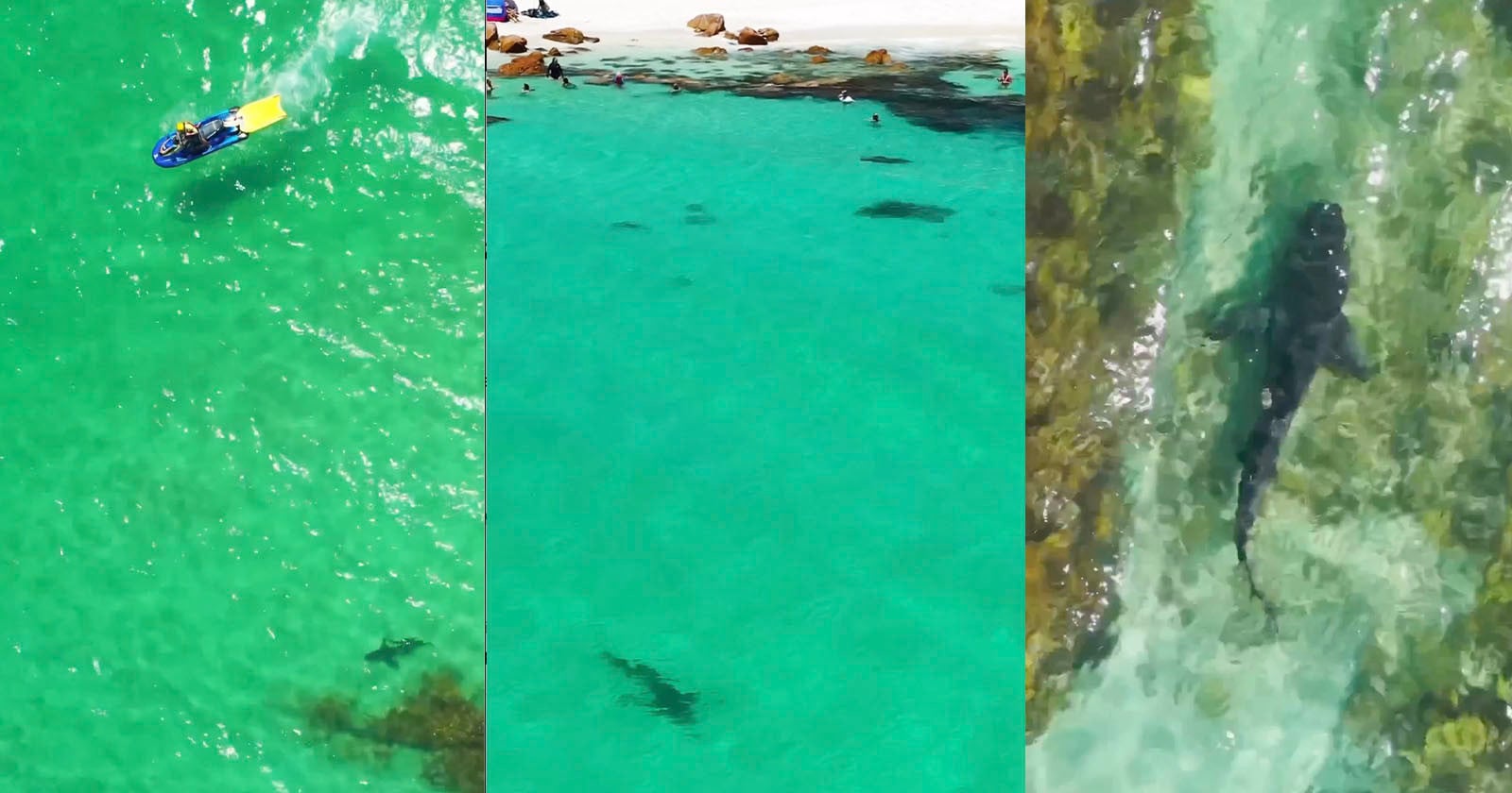 Drone Photographer Hailed as Hero for Warning Swimmers of Huge Shark
