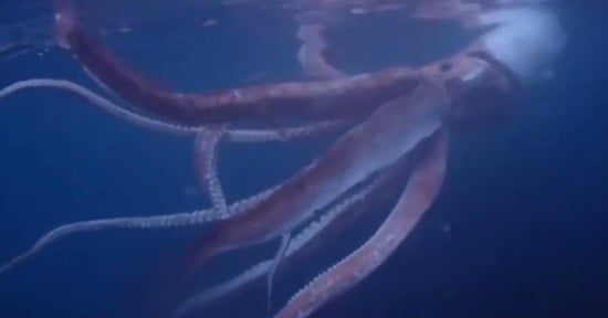 giant squid https://www.youtube.com/watch?v=ZExVcs3uSE0