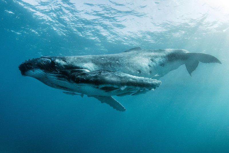 Mike Korostelev whale photography