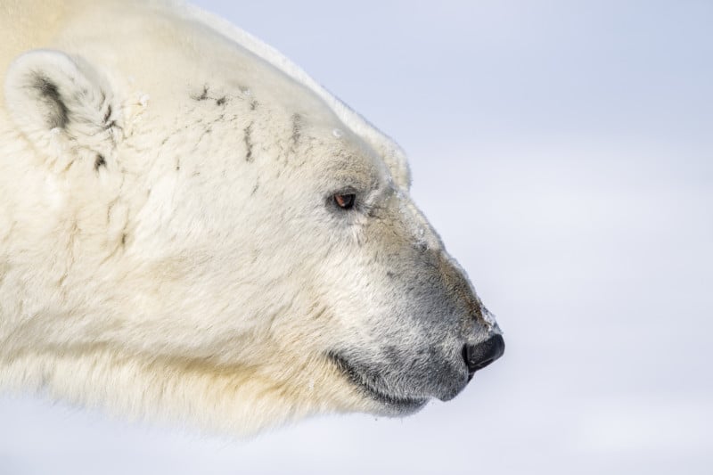 close up polar bear
