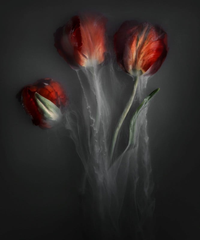 Red tulips in water and mist 