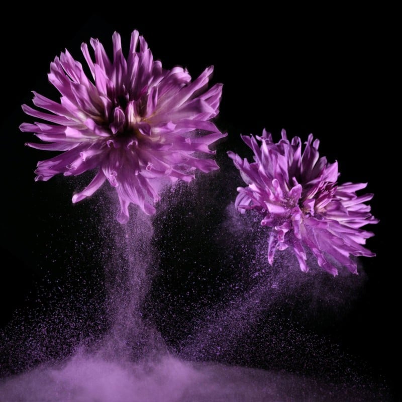 Purple flowers in purple holi powder 