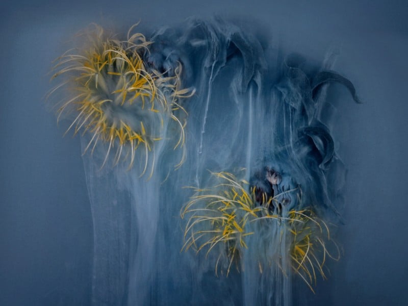 Misty yellow and dark blue flowers looking as if evaporating