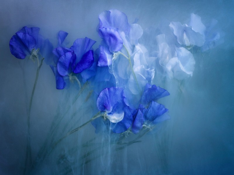 Dark and light blue flowers against a misty background 