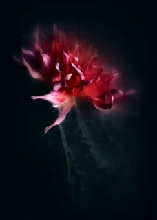 Flower Portrait Series is a Modern Take on an Ancient Japanese Art ...